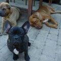 Franse Bulldog
