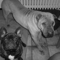 Shar Pei