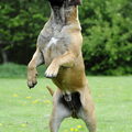 Ade Seppe
Zuid Afrikaanse Boerboel
zie www.zabb.be