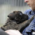 Ade Moya
Zuid Afrikaanse Boerboel
zie www.zabb.be