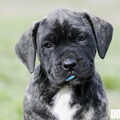 Ade Nina Tess
Zuid Afrikaanse Boerboel
zie www.zabb.be