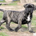 Ade Nina Tess
Zuid Afrikaanse Boerboel
zie www.zabb.be