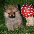 Dwergkeeshond