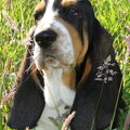 Basset Hound