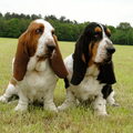 Basset Hound