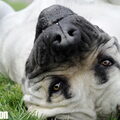 Ade Nora
Zuid Afrikaanse Boerboel
zie www.zabb.be