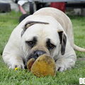 Ade Nora
Zuid Afrikaanse Boerboel
zie www.zabb.be