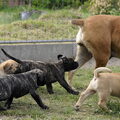 Zuid Afrikaanse Boerboel
zie www.zabb.be