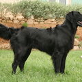 Flat Coated Retriever