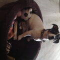 Jack Russell Terrier