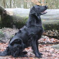 Flat Coated Retriever