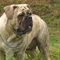 Old English Bulldog