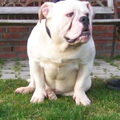 Old English Bulldog
