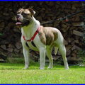 Old English Bulldog