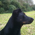 Beauceron