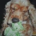 Amerikaanse Cockerspaniel