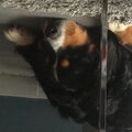 Berner Sennenhond