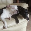American Staffordshire Terrier