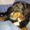 Berner Sennenhond