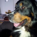 Berner Sennenhond
