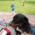 Berner Sennenhond