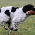 friese stabij