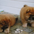 Chow chow