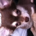 Chihuahua, langhaar
