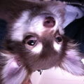 Chihuahua, langhaar