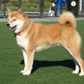 Akita