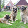 Leonberger
