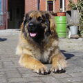 Leonberger