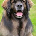Leonberger