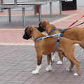 Boxer