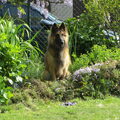 Tervuerense Herder