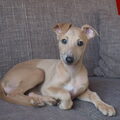 Whippet