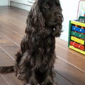 Engelse Cocker Spaniel