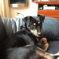 Manchester Terrier