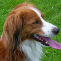 Kooikerhondje