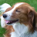 Kooikerhondje