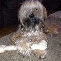 Tibetaanse Terrier