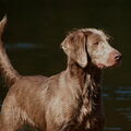 Weimaraner