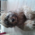 Irish Softcoated Wheaten Terriër