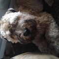 Irish Softcoated Wheaten Terriër