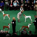 Podenco Ibicenco, gladhaar