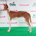 Podenco Ibicenco, gladhaar