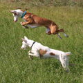 Podenco Ibicenco, gladhaar