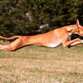 Podenco Ibicenco, gladhaar