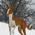Podenco Ibicenco, gladhaar