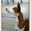Podenco Ibicenco, gladhaar
